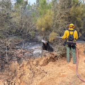 At today’s meeting of the Texas Parks and Wildlife Commission, the Texas Parks and Wildlife Department (TPWD) announced the selection of an independent panel to review the circumstances and cause of last week’s escape of a prescribed fire at Bastrop State Park.